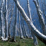 Verschroeide bomen na bosbrand op Mount Washburn, Yellowstone Nationaal Park, Wyoming, US